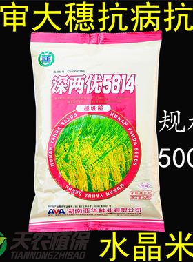 深两优5814杂交水稻种子高产抗病抗倒优质长粒香米谷种籽湖南亚华