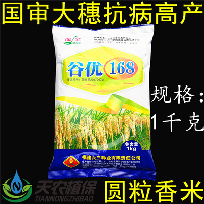 谷优168圆粒香米杂交水稻种子