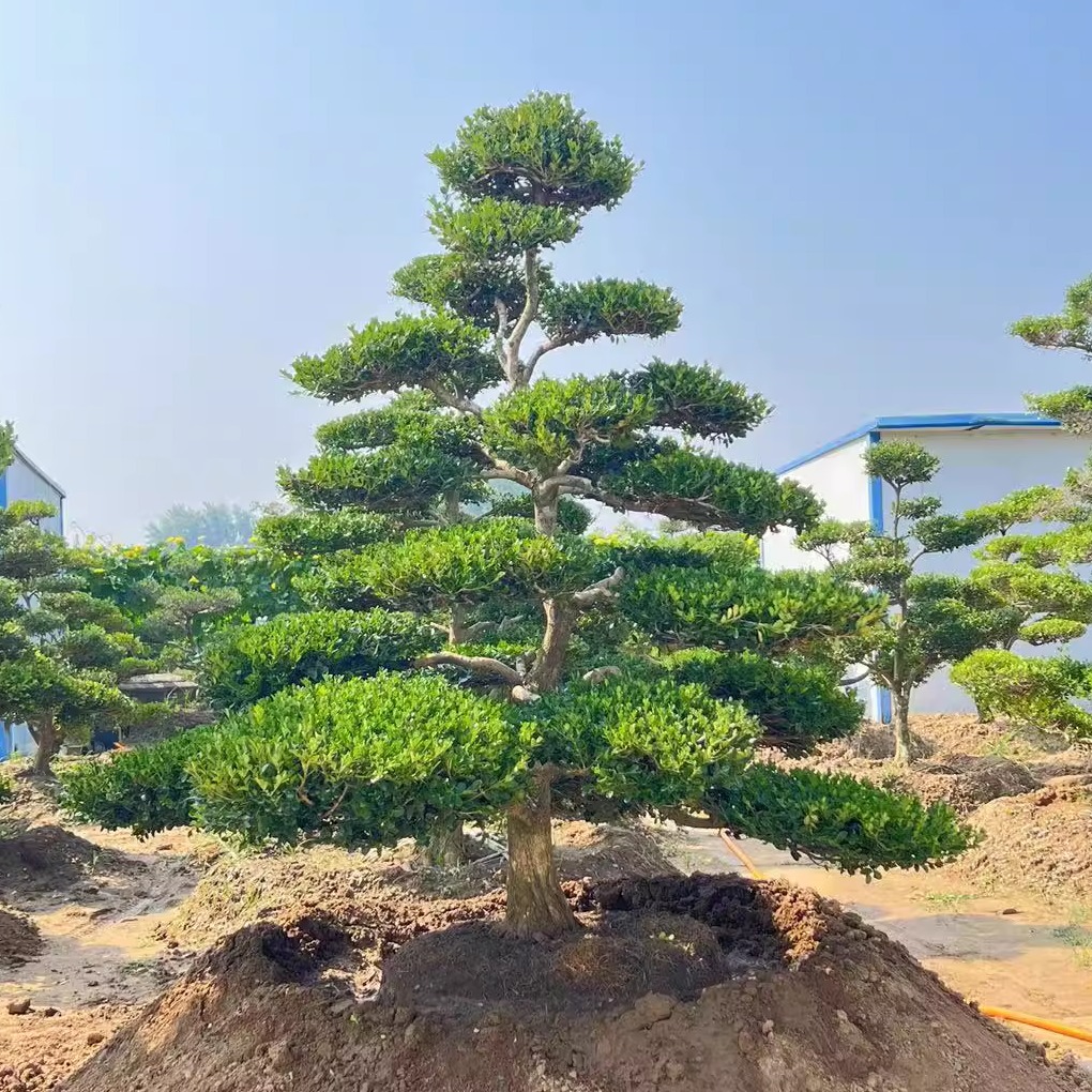 庭院造型黄杨树别墅专用四季常青