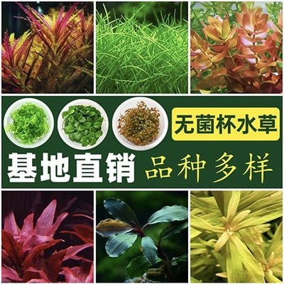 新手无菌杯生态净水阴性水草鱼缸造景专用