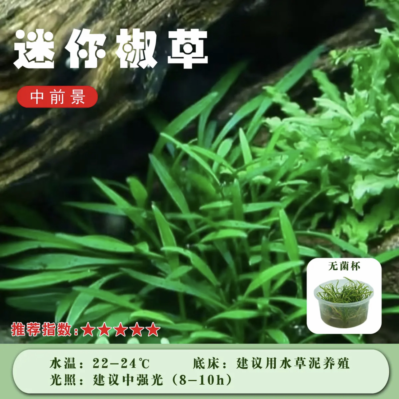 前中景迷你椒草无菌杯阴性真草植物鱼缸新手造景专用