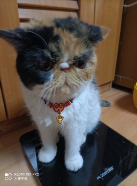 纯手工编绳精编高端宠物项圈项链长度可调节小滴溜可更换