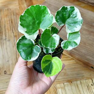 日本山野草 室内耐阴好养 水陆缸雨林缸 浮云锦 吴风草 绿植盆栽