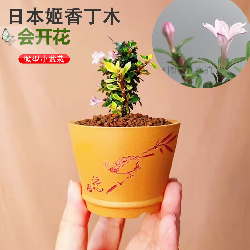 室内迷你微植物盆栽小盆景姬香丁木提根悬崖盆绿植八房性小叶耐阴