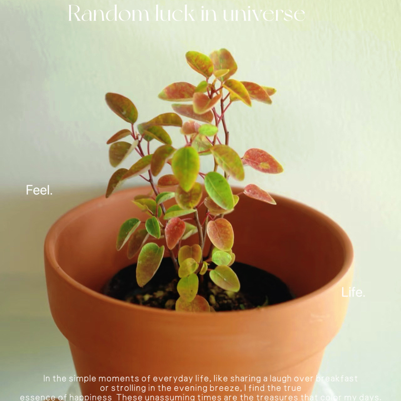 姬山彩叶乌桕腊子苗盆栽耐寒耐旱桌面小绿植办公桌小植物迷你拇指