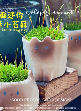 室内桌面鲜活迷你盆栽微型盆景小苔藓阳台窗台绿植工位小植物摆件