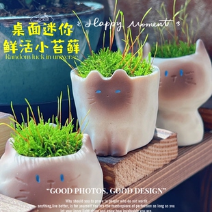 室内桌面鲜活迷你盆栽微型盆景小苔藓阳台窗台绿植工位小植物摆件