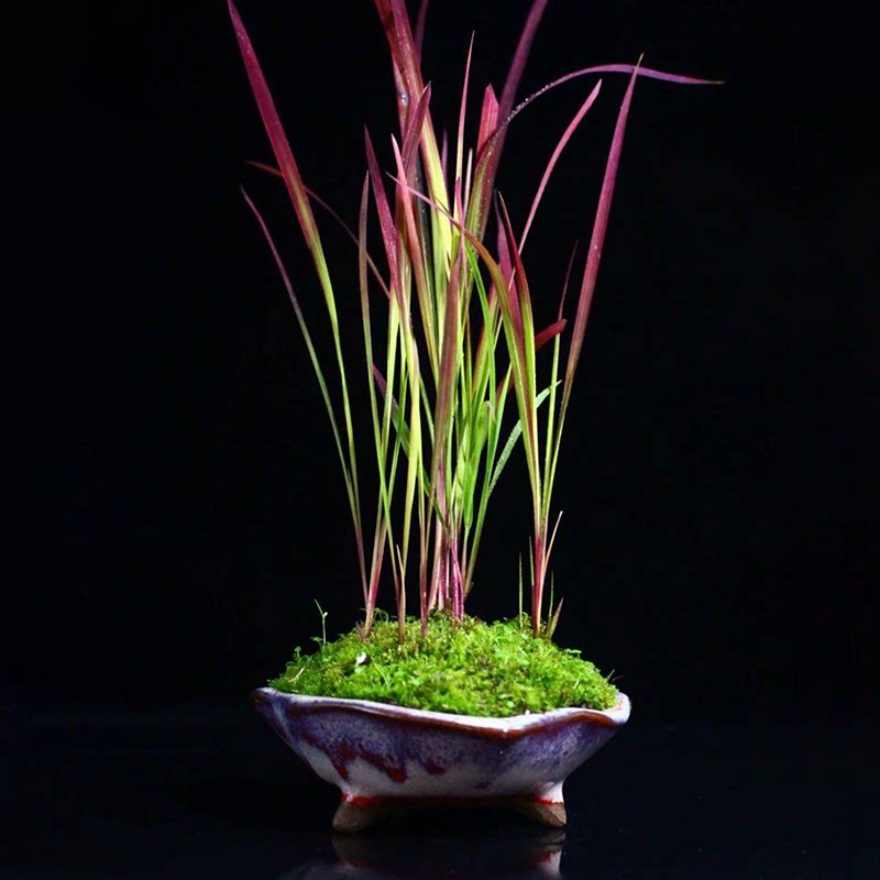 血茅草绿植日本山野草盆栽包邮盆景喜光耐水涝血草沼泽绿植水陆缸