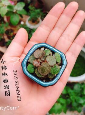 姬虎耳观叶散光好养微型盆栽