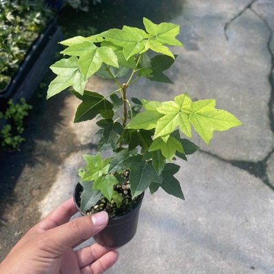 日本宫祥枫红叶天然石头盆枫树微盆景掌上红枫素材苗