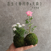 苔玉微植物迷你姬月季 小玫瑰粉研紫红微月黄金雅玫瑰姬乙女山野草