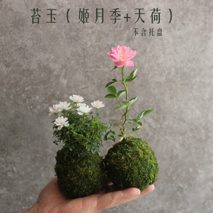 苔玉微植物迷你姬月季小玫瑰粉研紫红微月黄金雅玫瑰姬乙女山野草