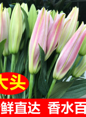 鲜花花束香水百合基地直发情人节