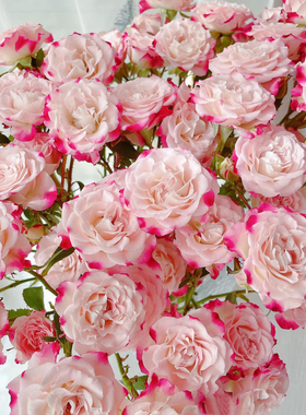 折射多头小玫瑰泡泡云南直发鲜花花束速递同城橙色芭比情人节礼物