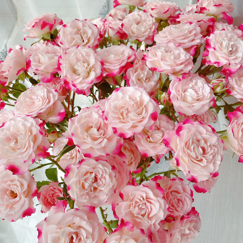 折射多头小玫瑰泡泡云南直发鲜花花束速递同城橙色芭比情人节礼物