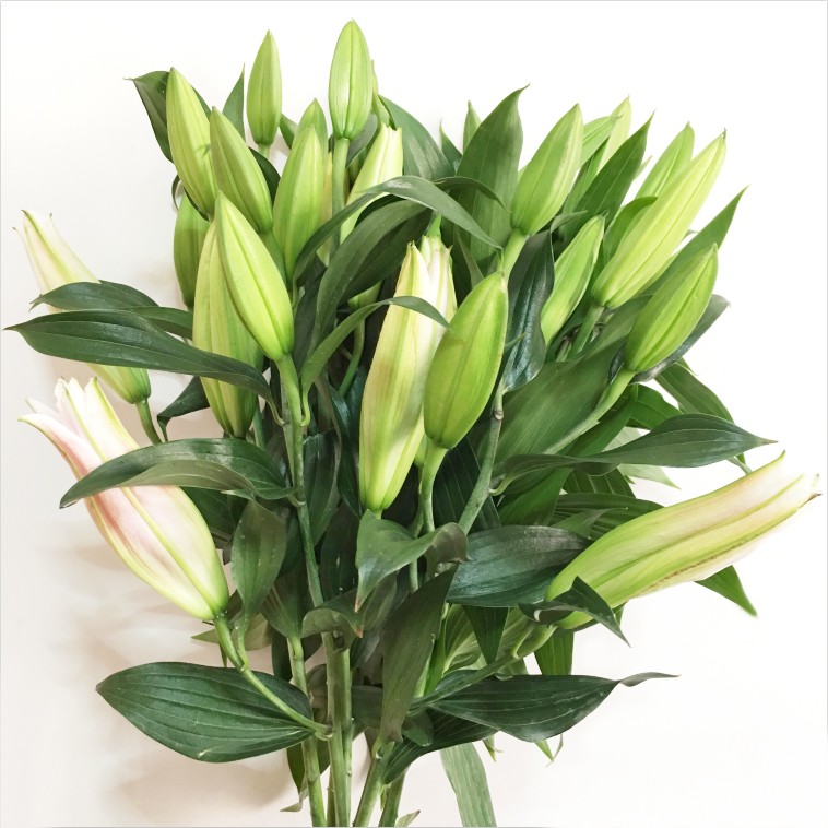 云南鲜花花束昆明一扎香水百合花批发基地直发速递同城家用水养花
