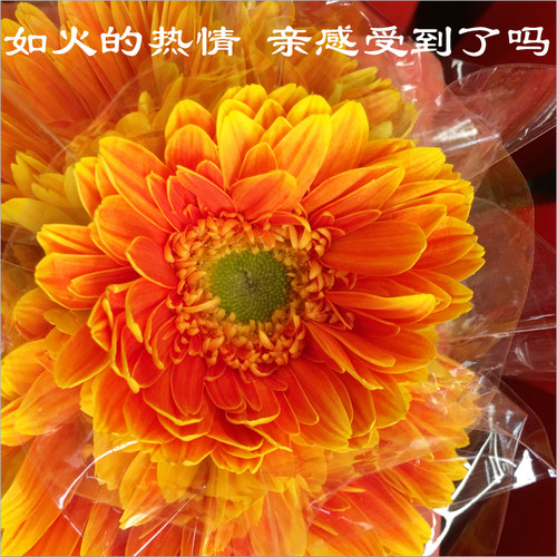 非洲菊扶郎祝福情人节七夕