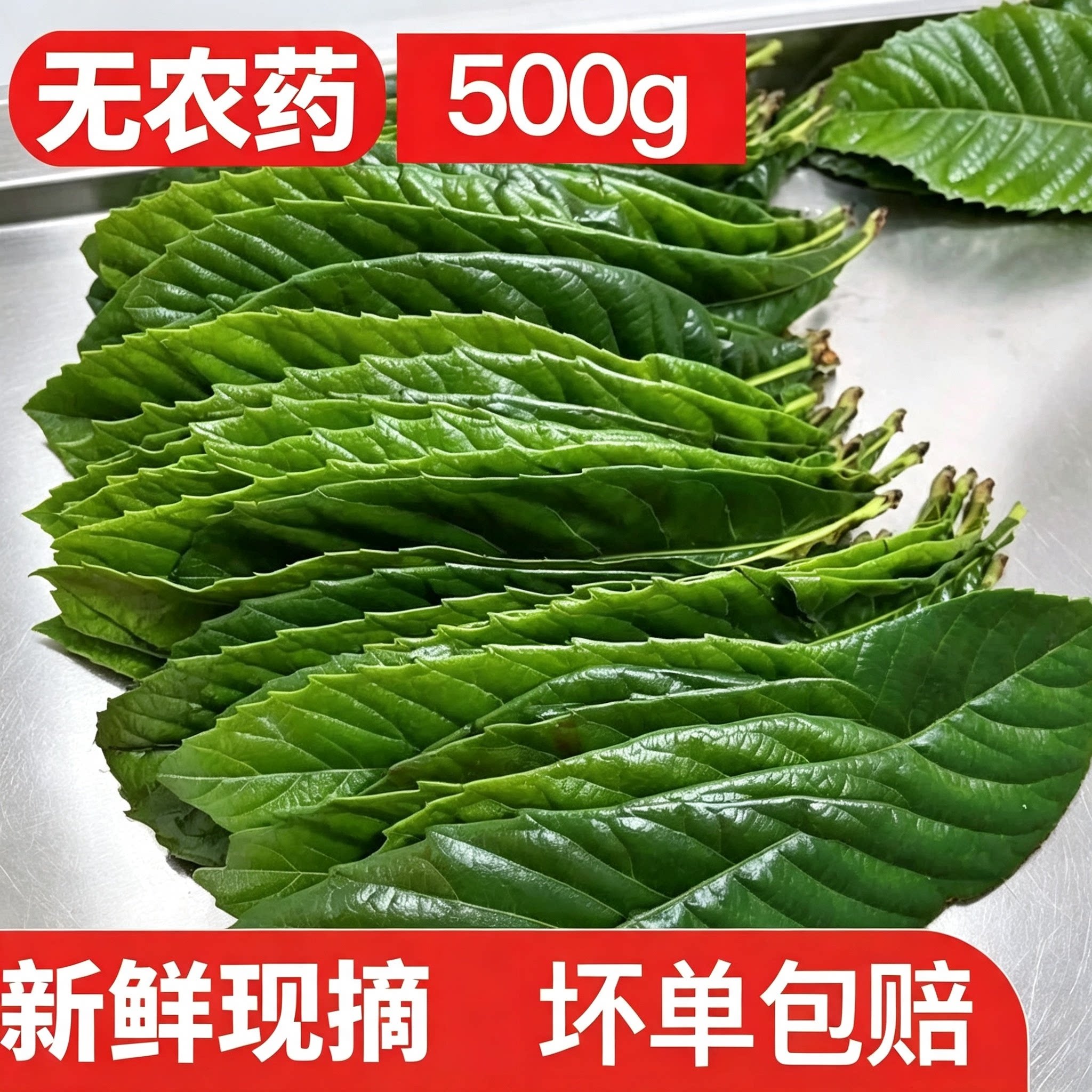 塘栖枇杷叶500g新鲜野生枇杷
