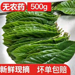 塘栖枇杷叶500g新鲜野生枇杷树叶现摘现发农家可食用批把茶无农药