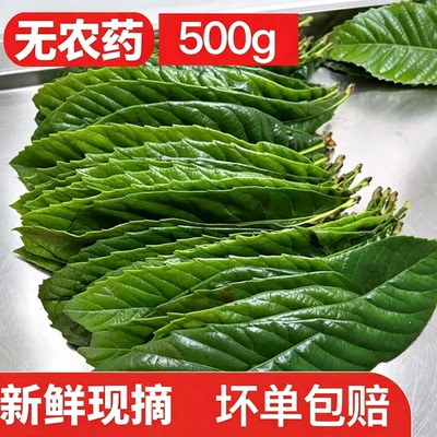 塘栖枇杷叶500g新鲜野生枇杷树叶现摘现发农家可食用批把茶无农药