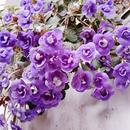 长筒花鳞茎苦苣苔科耐热耐阴多年生爆花好养阳台窗台像矮牛好养