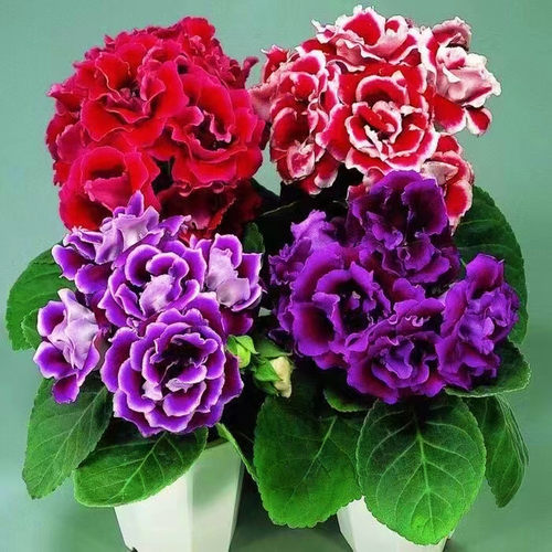 大岩桐重瓣贵芙蓉花小苗