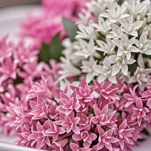 繁星花五星花花苗花园阳台四季植物耐热暴晒耐寒花卉多年生