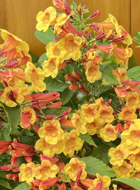 橙钟花小灌木耐寒耐热凌霄花