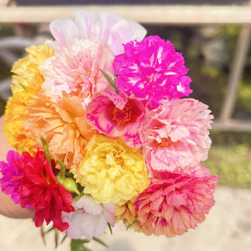 太阳花多肉多年生春夏秋天开花