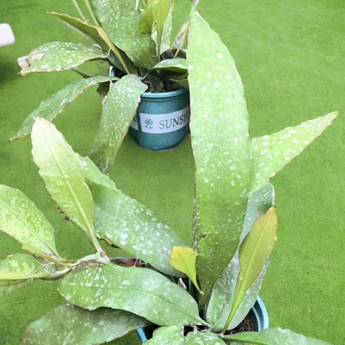耐阴小叶昙花不死鸟易开花