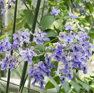 蓝蝴蝶花苗阳台盆栽花卉植物蝴蝶兰四季多花的蓝色系似群蝶飞舞