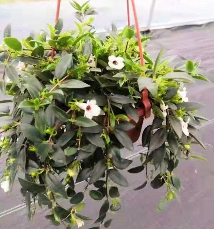 柳叶吊兰 玉唇 四季常绿耐荫耐高温阳台庭院垂吊植物容易开花盆栽