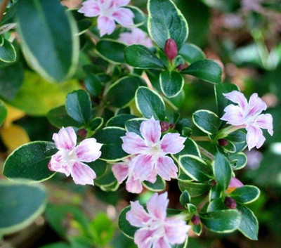 金边六月雪植物小苗绿植四季开花