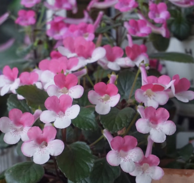 珍珍园艺 迷岩苦苣苔 耐阴耐热室内阳台多季开花卉球根植物易爆开