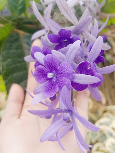 蓝花藤爬藤喜阳多年生