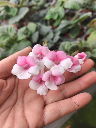 迷岩苦苣苔普通迷耐阴耐热室内阳台多季开花卉球根植物易爆开