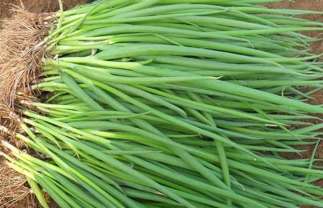 南京农家自种香葱带根小葱四季香葱头葱根葱苗火葱阳台盆种蔬菜