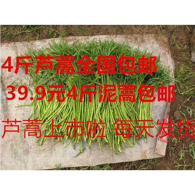 现货全国包邮芦蒿藜蒿黎蒿新鲜