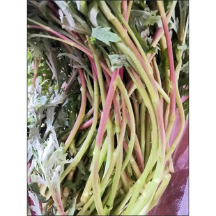 实拍野生带叶红芦蒿野味重露天藜蒿南京野菜蒿子新鲜现摘黎蒿野菜