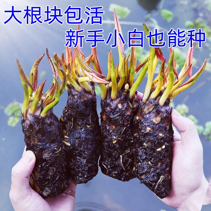 台湾引进香睡莲水培植物四季水养荷花水莲花盆栽花池塘根块带花苞