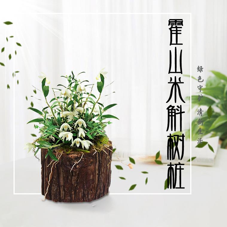 正宗米斛石斛盆景阳台绿植矮壮品种 非铁皮石斛盆栽室内外花卉