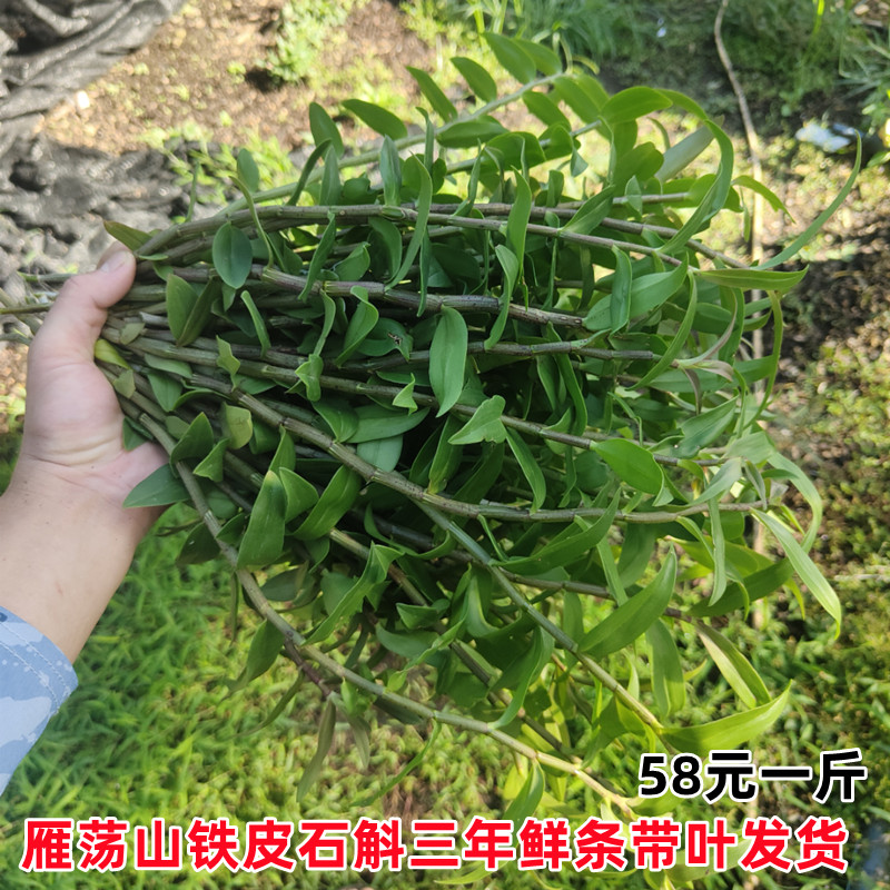 带叶乐清新鲜铁皮石斛鲜条500g克 榨汁用三年生铁皮枫风斗雁荡山