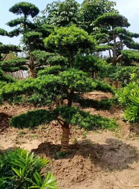 小叶雀舌罗汉松造型树一对一选树
