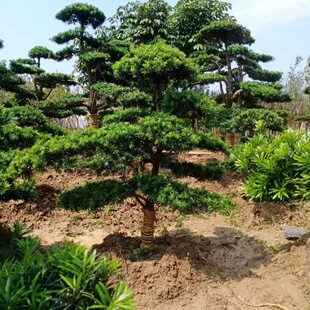 小叶雀舌罗汉松造型树一对一选树