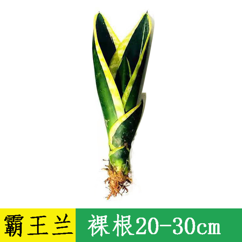 【基地直销】霸王兰虎皮兰室内盆栽净化空气除甲醛客厅酒店办公室