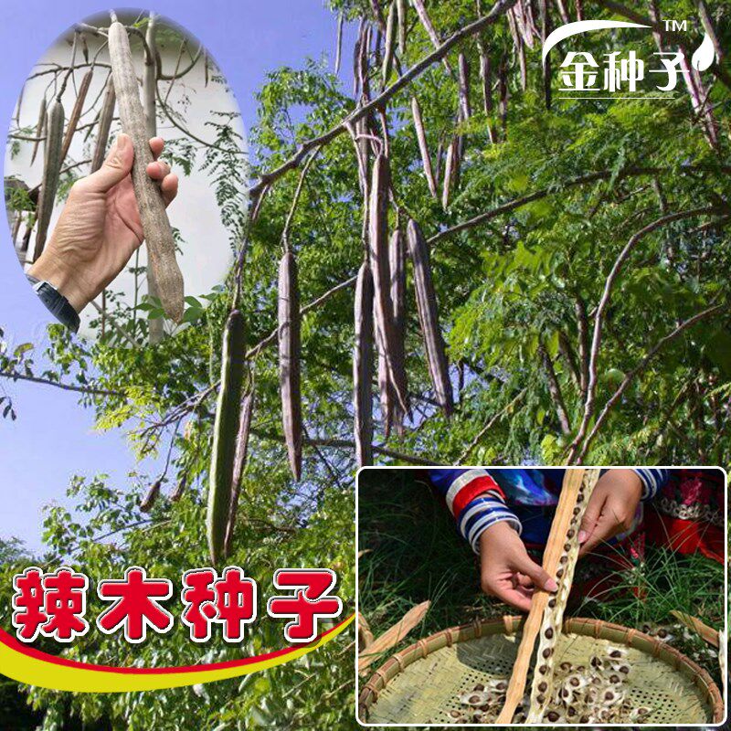 印度辣木种子 可种植 辣木树种子 春季四季观赏盆栽庭院印度