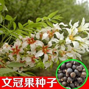 新采文冠果种子 文冠果籽 精选新采文冠树种子 食用野生 地栽观花