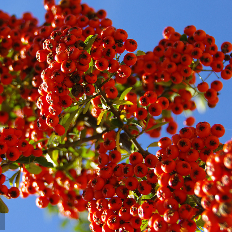 新采 火棘种子 火把果 救军粮 红子刺 树种子 赤阳子绿化苗木