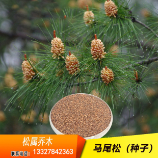 马尾松树种子别称青松山松枞松荒山造林的先锋树种 常绿乔木