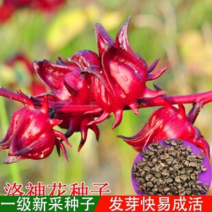 洛神花种子四季云南红金梅苗种孑玫瑰茄树苗盆栽四季开花红桃k种